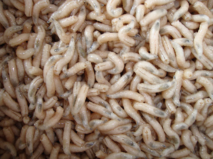 Maggots & Caster-1
