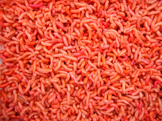 Maggots & Caster