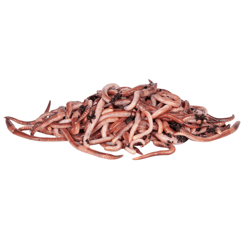 Load image into Gallery viewer, Dynamite Baits Worms &amp; Lobworms
