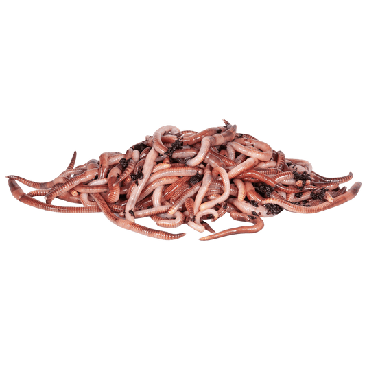 Dynamite Baits Worms & Lobworms