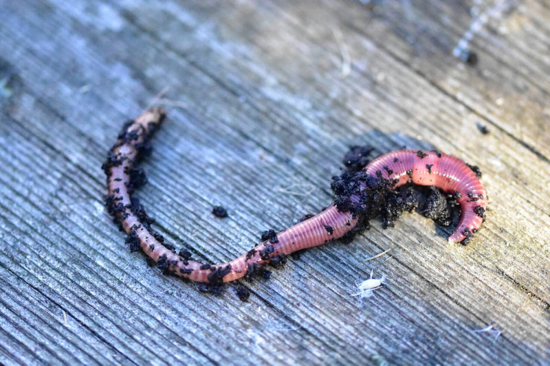 Load image into Gallery viewer, Dynamite Baits Worms &amp; Lobworms
