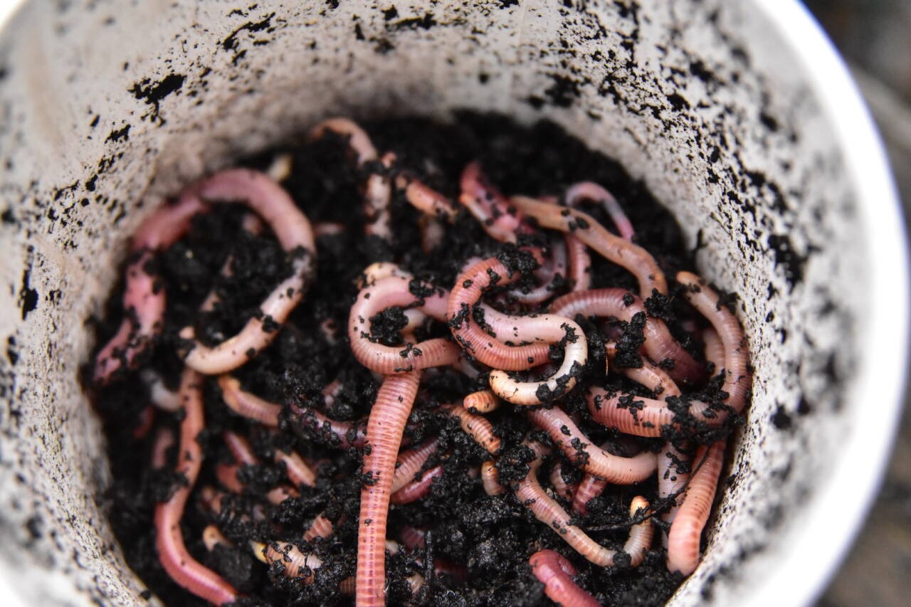 Dynamite Baits Worms & Lobworms