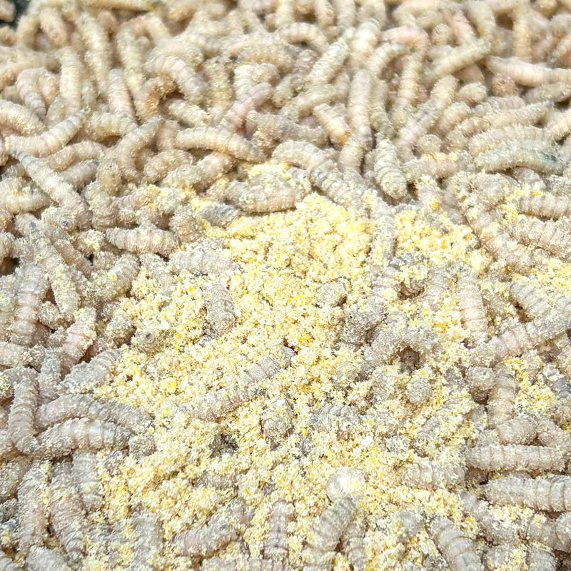 Fjuka Fish Accelerant Powder (all variants)-17