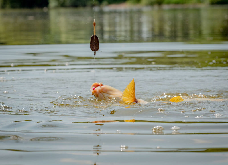 Load image into Gallery viewer, MAP Embed Method Feeder
